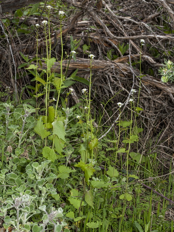 Alliaria petiolata.02