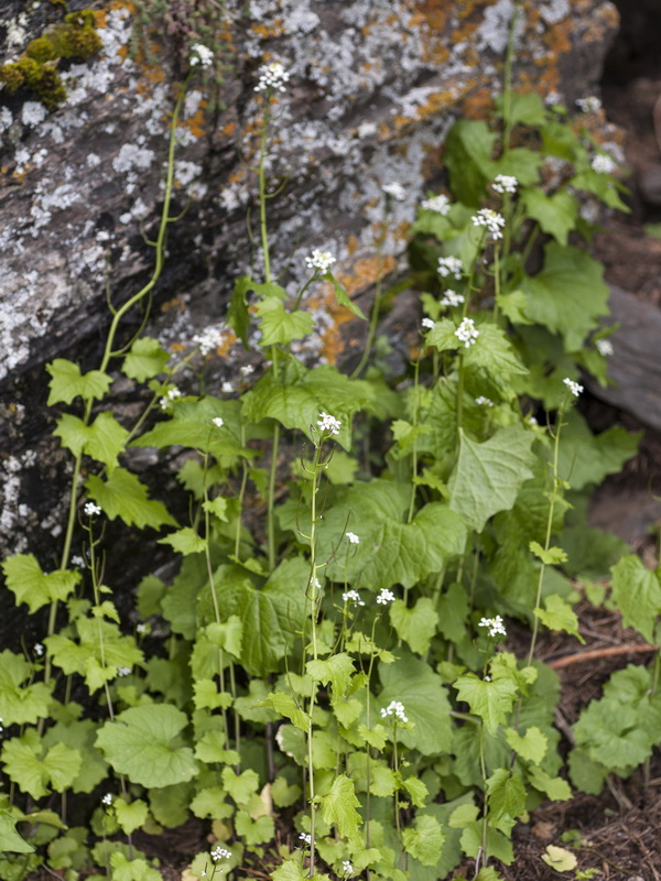 Alliaria petiolata.03