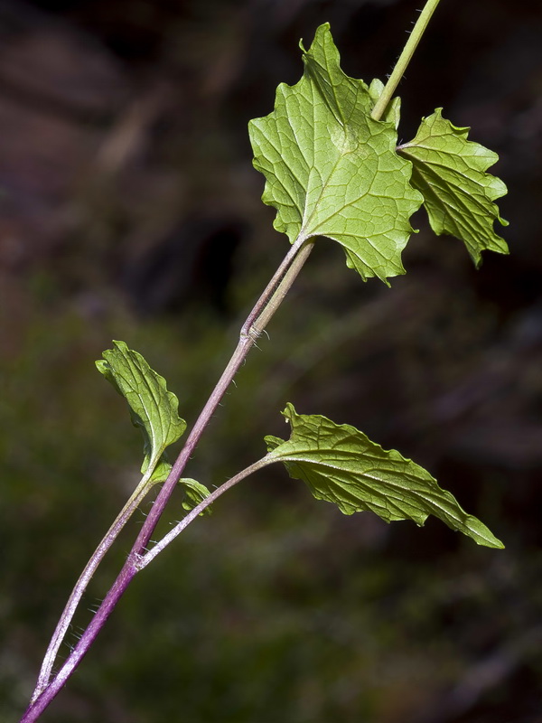 Alliaria petiolata.06