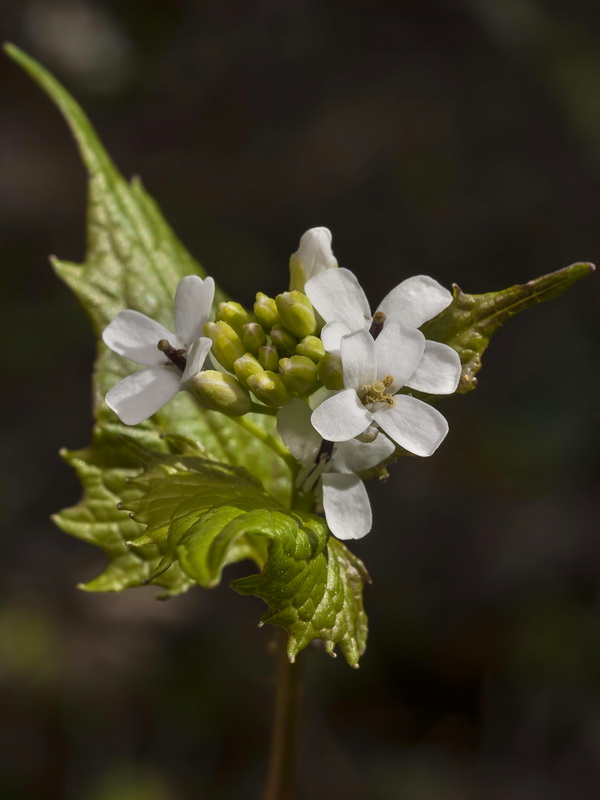 Alliaria petiolata.07