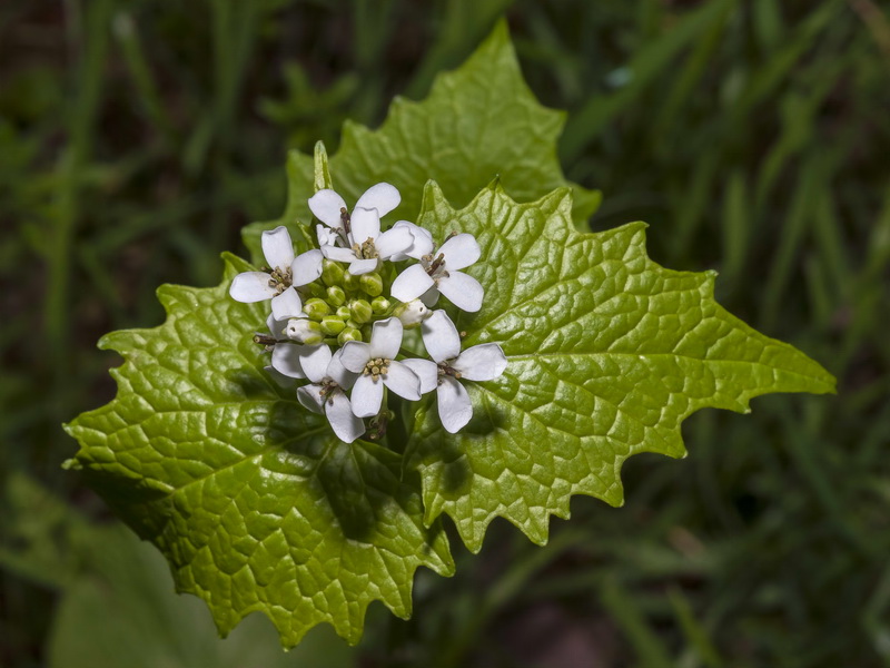 Alliaria petiolata.08