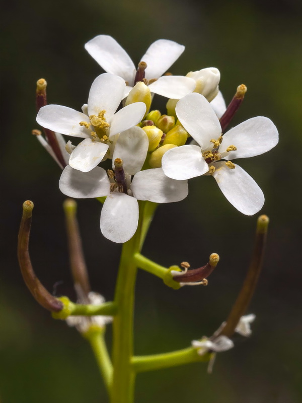 Alliaria petiolata.13