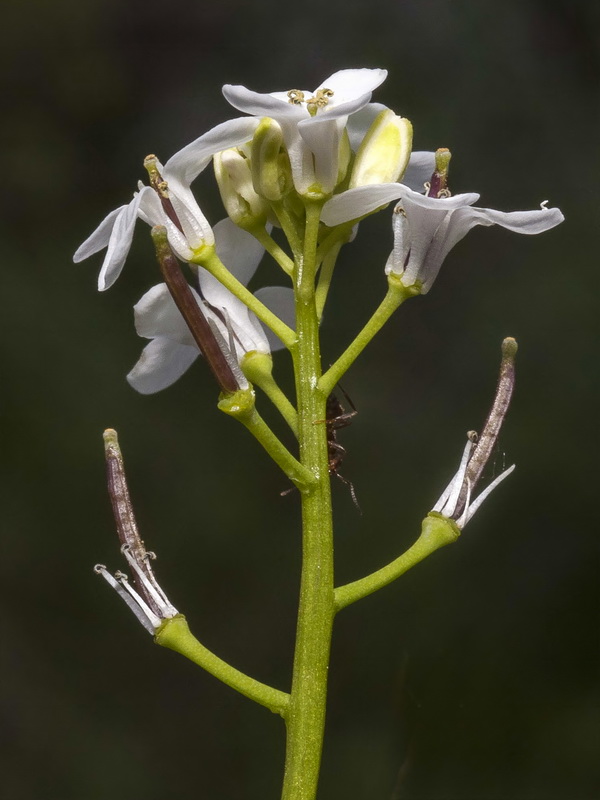 Alliaria petiolata.14