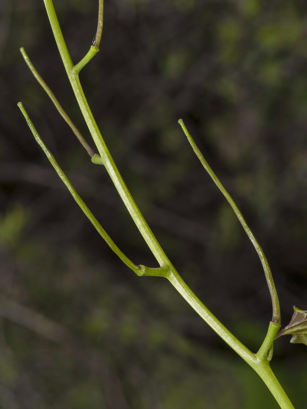 Alliaria petiolata.16