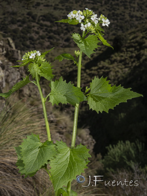 Alliaria petiolata.18