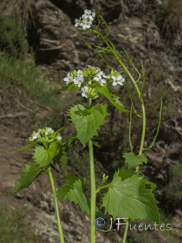 Alliaria petiolata.19