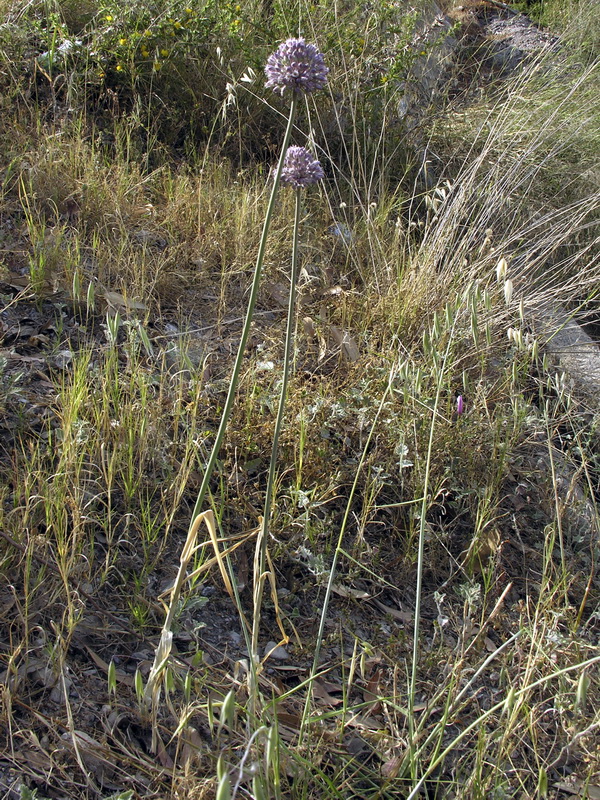 Allium ampeloprasum.01
