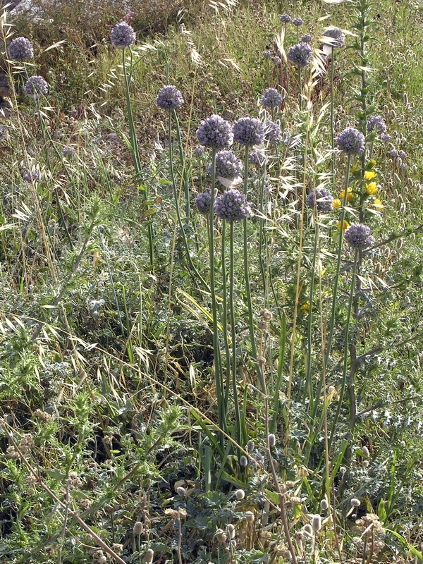Allium ampeloprasum.02