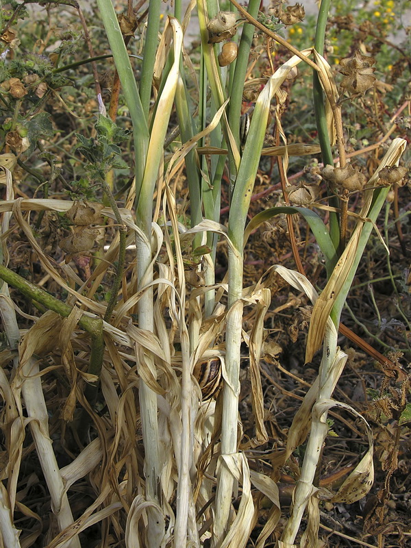 Allium ampeloprasum.03