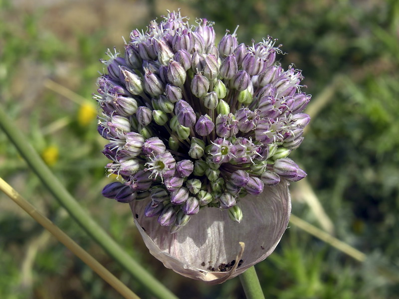 Allium ampeloprasum.10