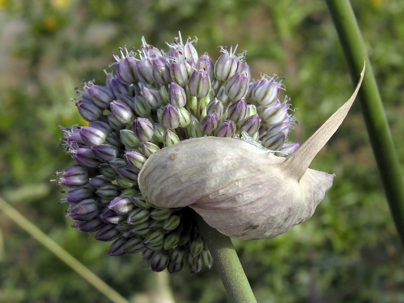 Allium ampeloprasum.11
