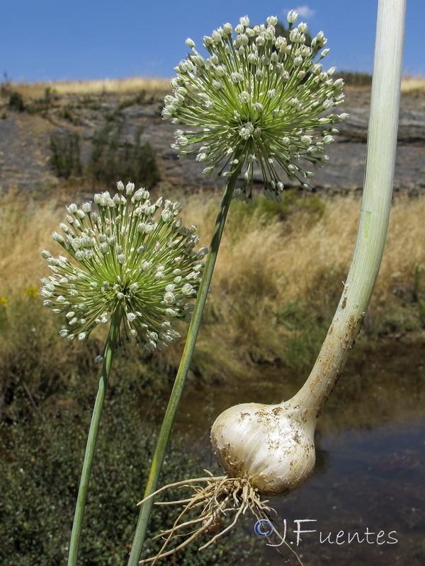 Allium ampeloprasum.16