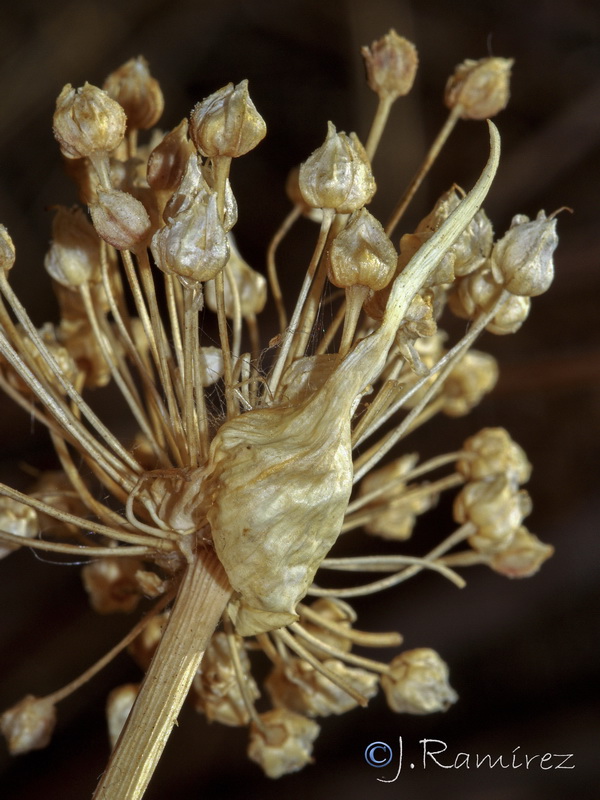 Allium ampeloprasum.18