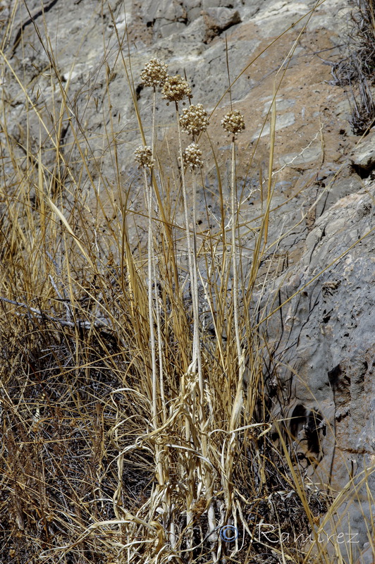 Allium ampeloprasum.19