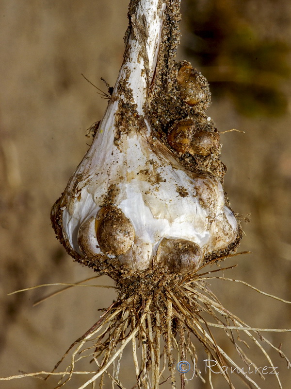 Allium ampeloprasum.12