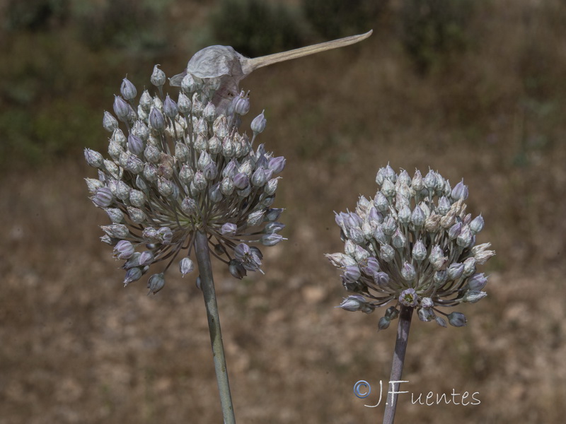 Allium ampeloprasum.23