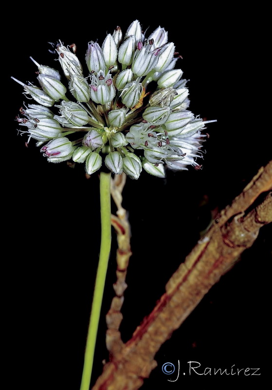 Allium baeticum.01