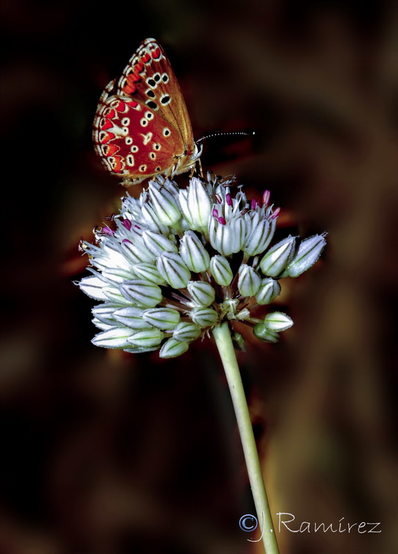 Allium baeticum.04