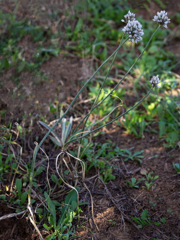 Allium baeticum.01