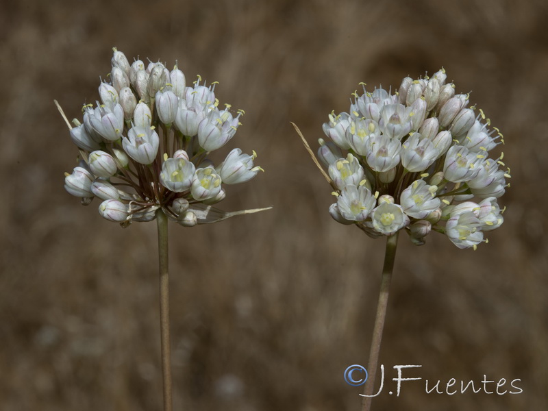 Allium baeticum.07
