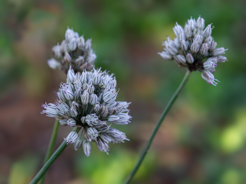 Allium baeticum.08