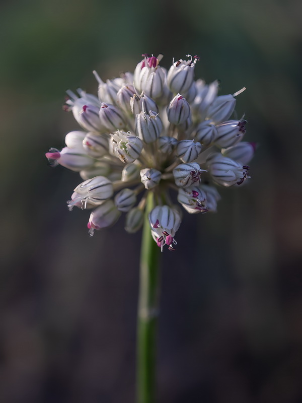 Allium baeticum.12