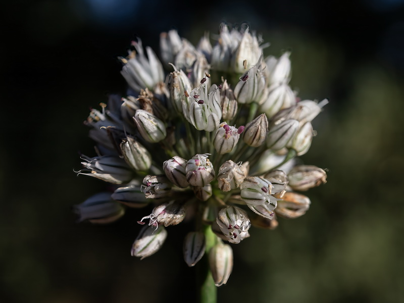 Allium baeticum.15