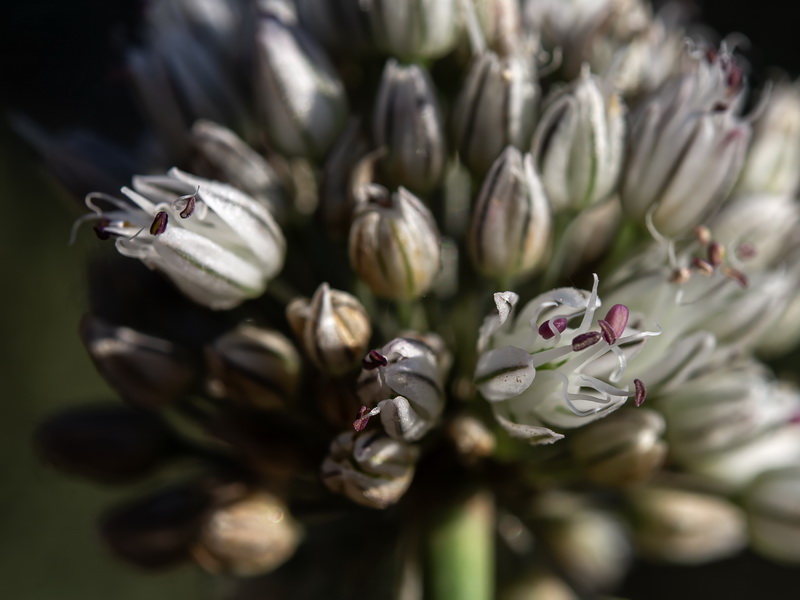 Allium baeticum.17