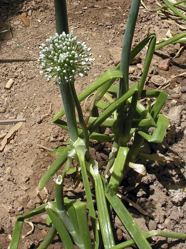 Allium cepa.01