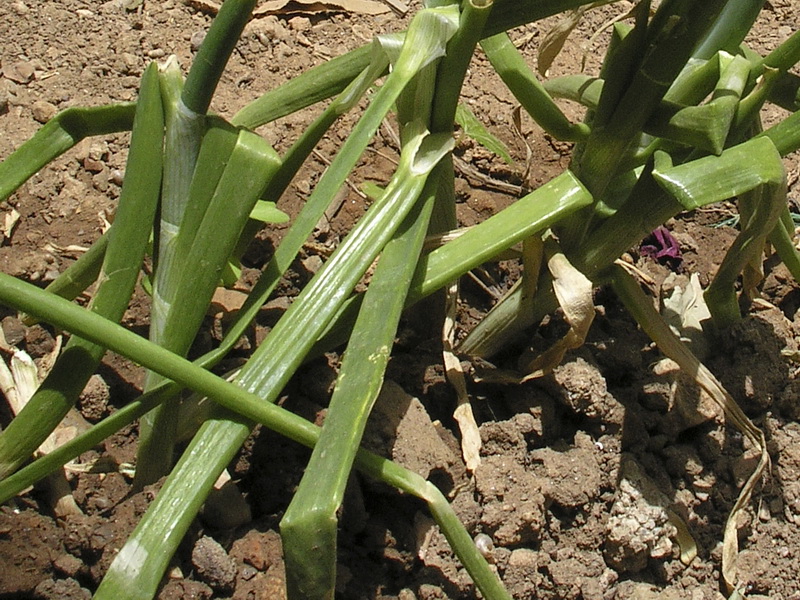 Allium cepa.02