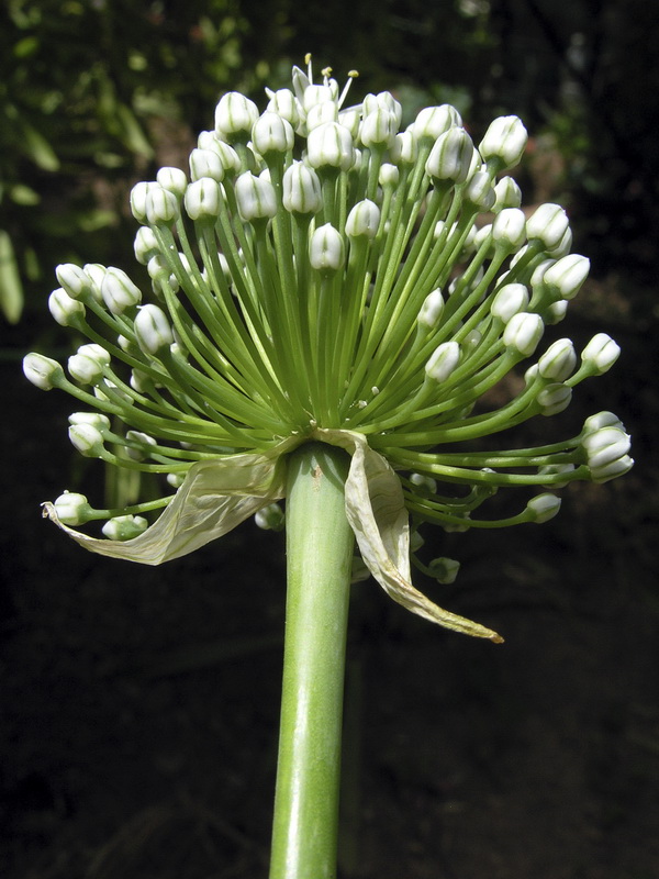 Allium cepa.03
