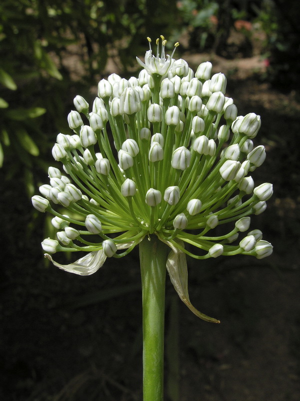 Allium cepa.04