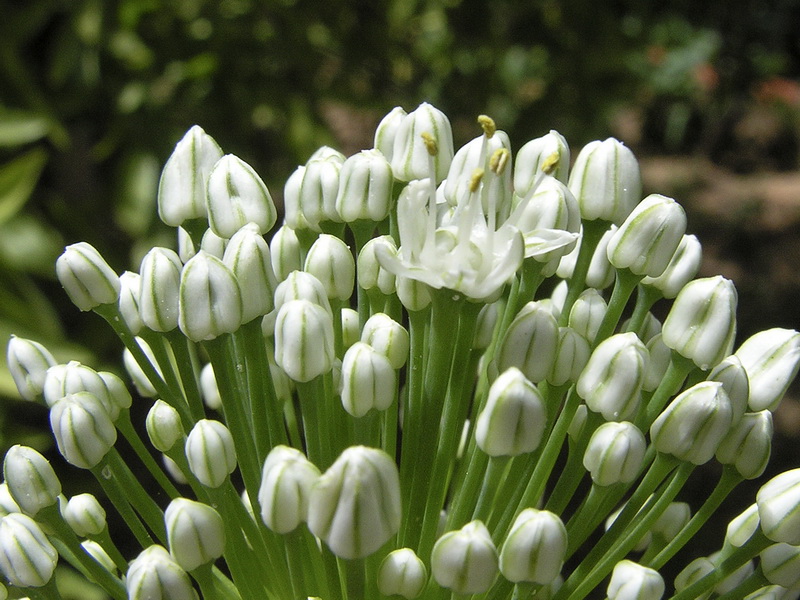 Allium cepa.05