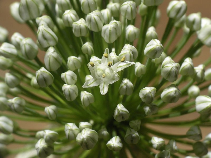 Allium cepa.06