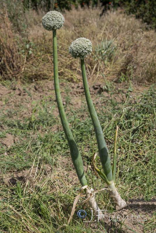 Allium cepa.11