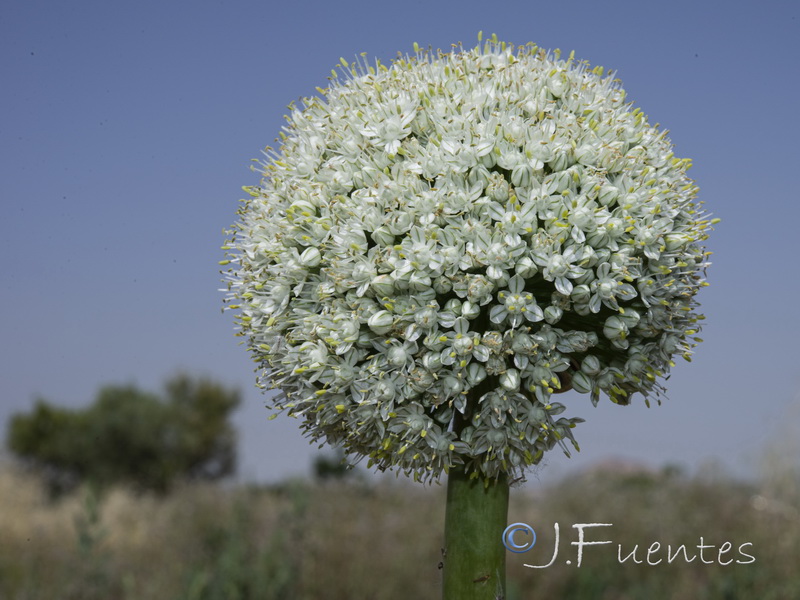 Allium cepa.12