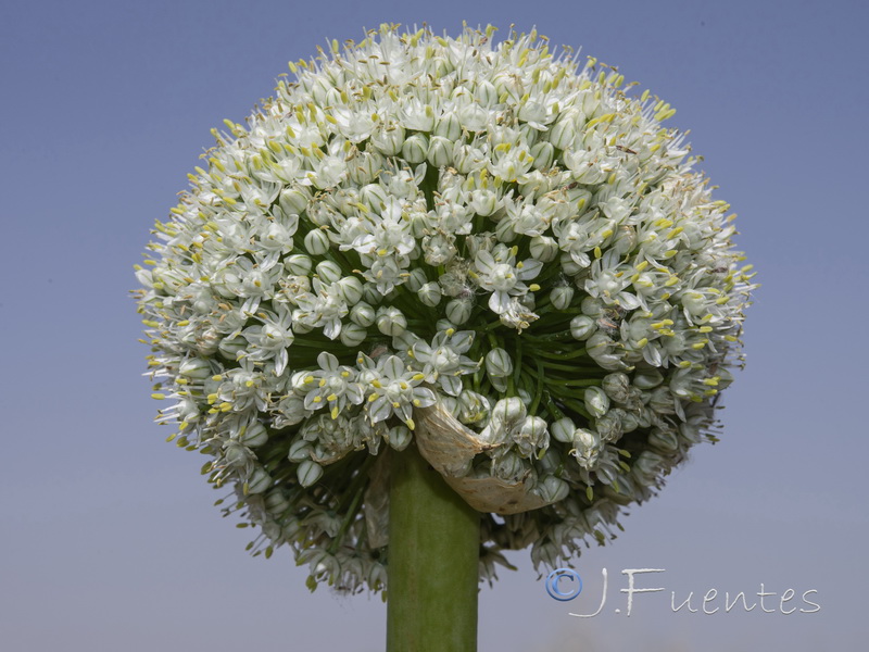 Allium cepa.13