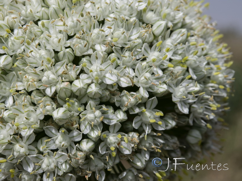 Allium cepa.14