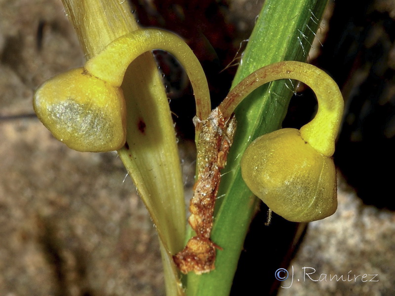 Allium chamaemoly longicaulis.35