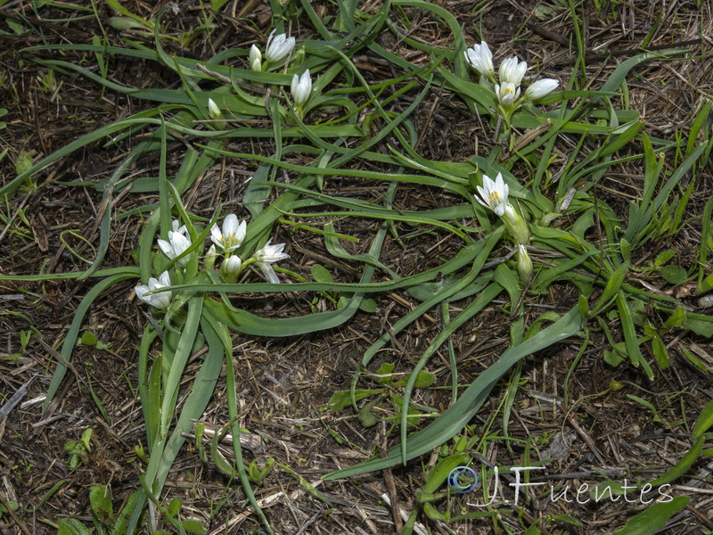 Allium chamaemoly longicaulis.08