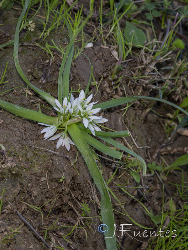 Allium chamaemoly longicaulis.09
