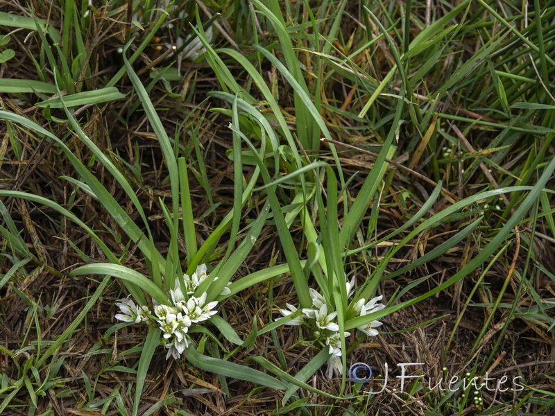 Allium chamaemoly longicaulis.11