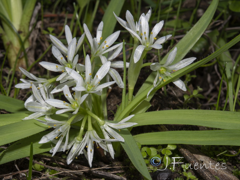 Allium chamaemoly longicaulis.15