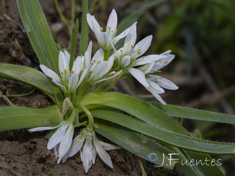 Allium chamaemoly longicaulis.16