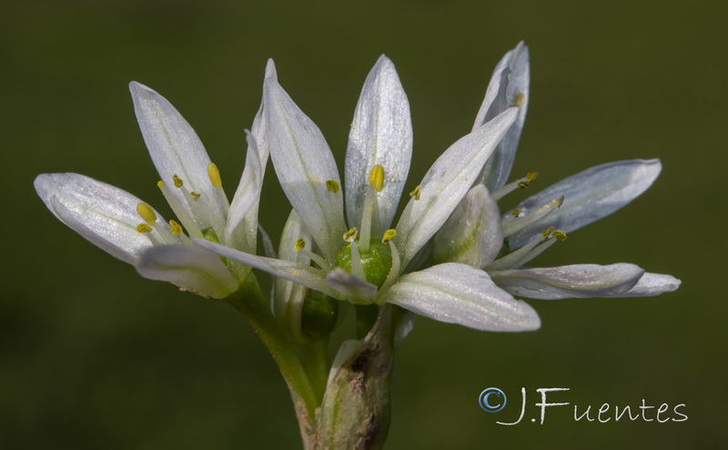 Allium chamaemoly longicaulis.17