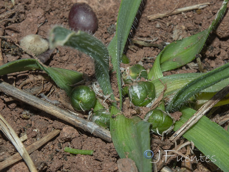 Allium chamaemoly longicaulis.19