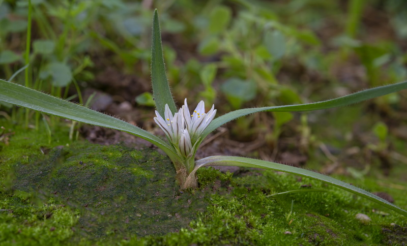 Allium chamaemoly longicaulis.20