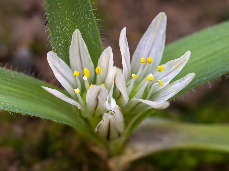 Allium chamaemoly longicaulis.23