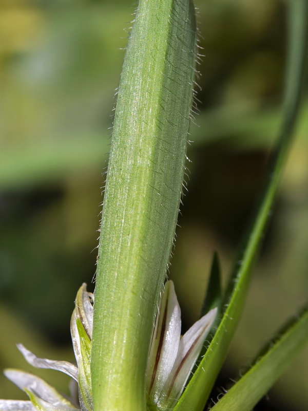 Allium chamaemoly longicaulis.26