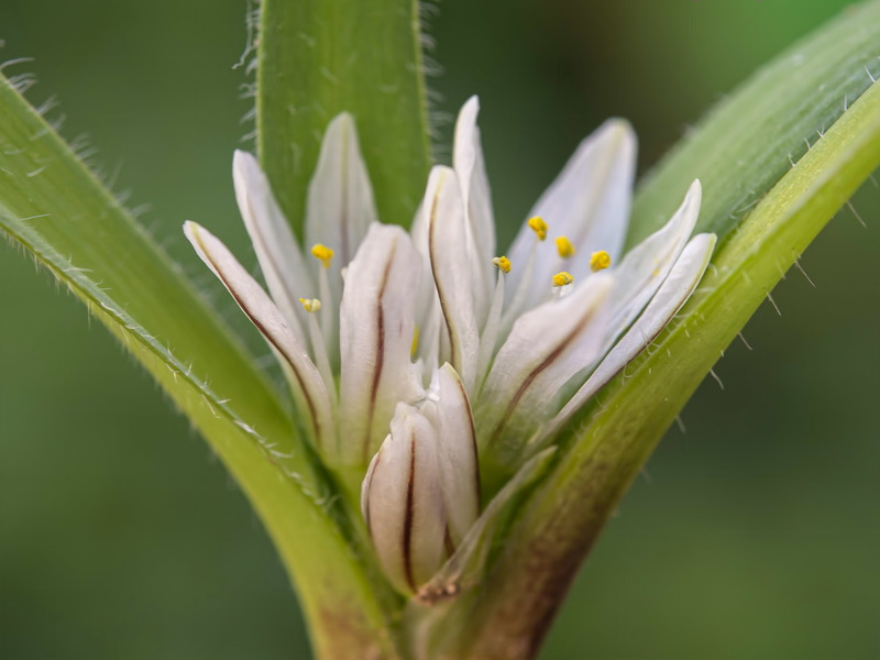 Allium chamaemoly longicaulis.28